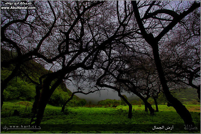 تقرير مصور : صلالة ... أرض الجمال ...