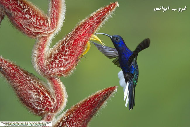 اجمل الصور للحياة البريه