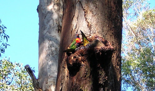 Bathing lorikeets