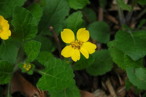 Chrysogonum virginianum