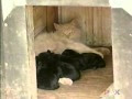 Dog Gave Birth To A Litter Of Puppies, But The Neighborhood Cat Stole All Of Them...