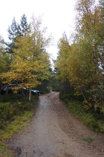 Autumn Trees, Ryvoan Pass, Glen More