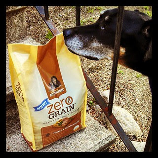 Working on our #RachaelRay #Nutrish #grainfree #review #dogstagram #adoptdontshop #rescue