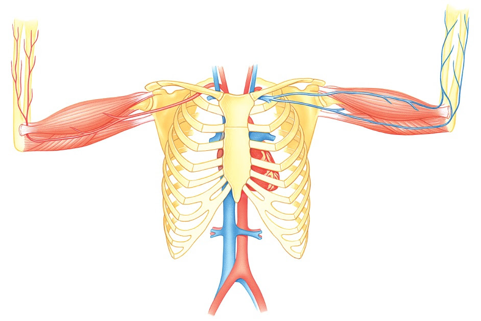 The human ribcage | How It Works Magazine