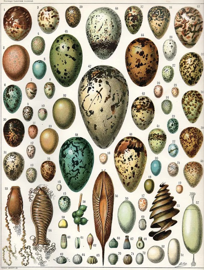 Was it the chicken or the egg that came first?