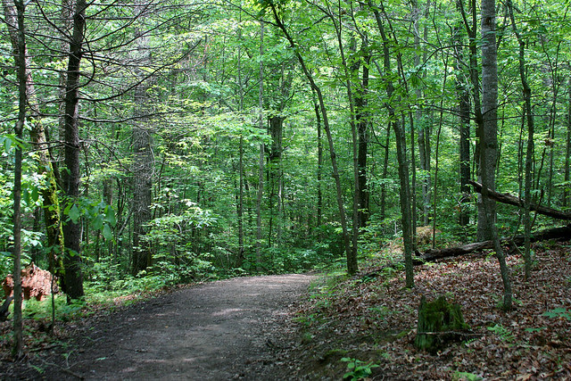 8_wooded_walk