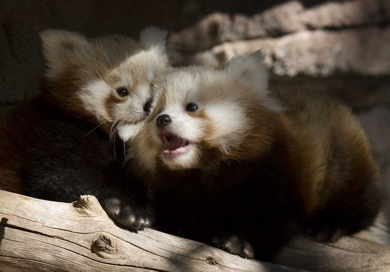 red panda cubs. Red panda cub barking