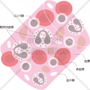 血液の成分のイラスト 無料の医療イラスト素材
