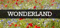 Wonderland Wedding Theme