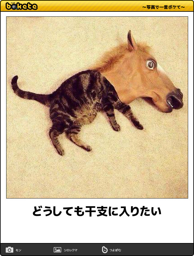 疲れ吹っ飛ぶ 可愛い 楽しい 猫あるある ハイレベルなボケて特集 猫の総合情報サイト ペットスマイルニュースforネコちゃん