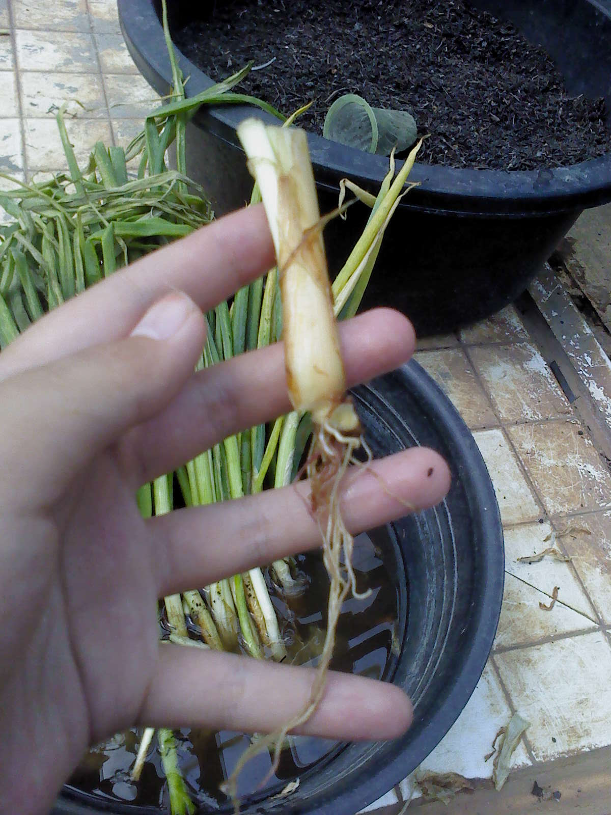 KOLEKSI ARTIKEL PERTANIAN Clipping MENANAM BAWANG DAUN KOLEKSI ARTIKEL PERTANIAN Clipping MENANAM BAWANG DAUN