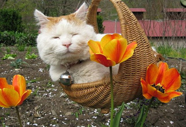 The Laziest Cat in the World (25 pics)
