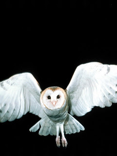 フクロウ ミミズク 白の翼 フクロウ の待ち受け画像 壁紙 動物 パラダイス