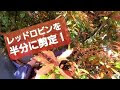 [最も共有された！ √] レッドロビン 植え方 深さ 181155-レッドロビン 植え方 深さ