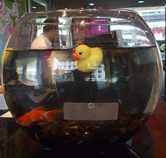 Goldfish and Triton Ducks, Hotel Triton, San Francisco