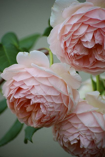 pink flowers