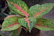 22+ Aglaonema Butterfly