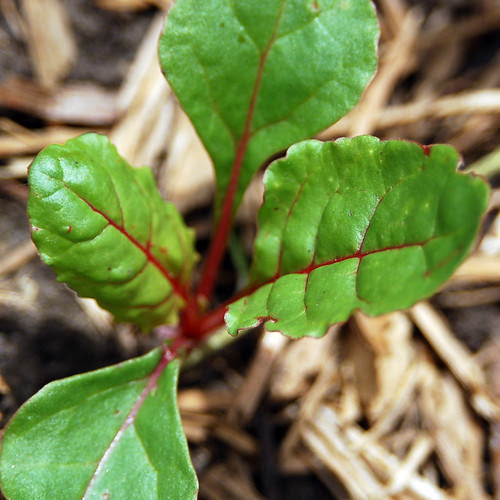 Swiss Chard