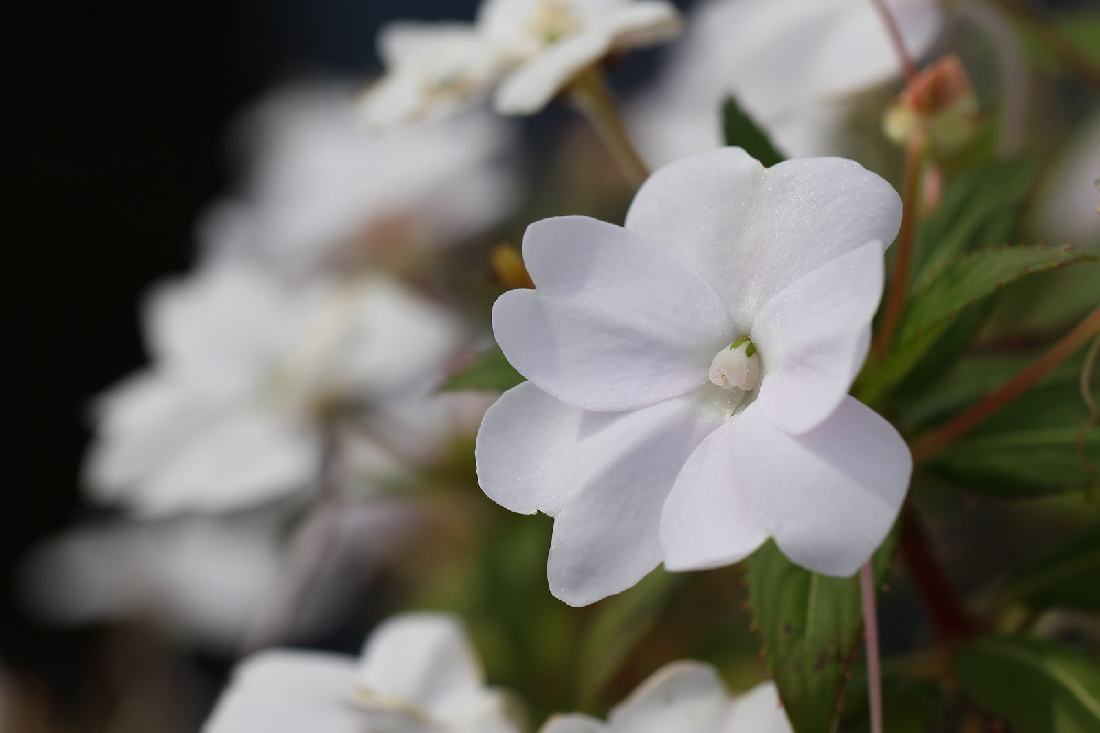 お花の写真集 サンパチェンス