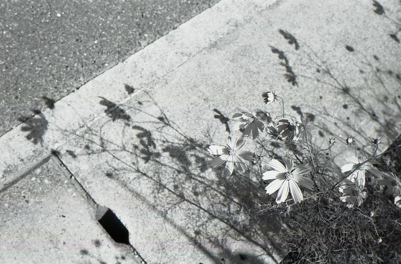 transpiration
