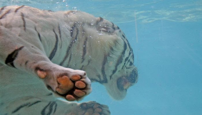 Diving White Tiger (26 pics)