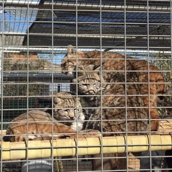 Forever wild exotic animal sanctuary hours