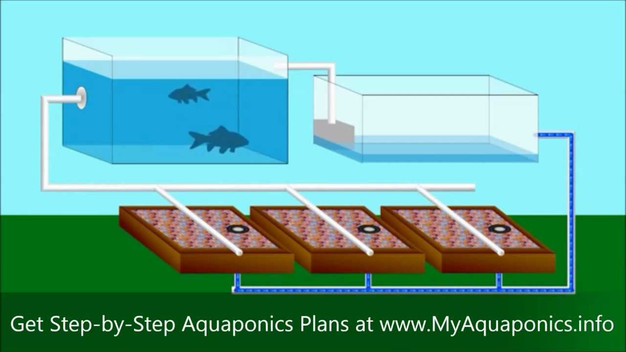 DIY Aquaponics | Do It Yourself Aquaponics Systems | Starter Kit ...