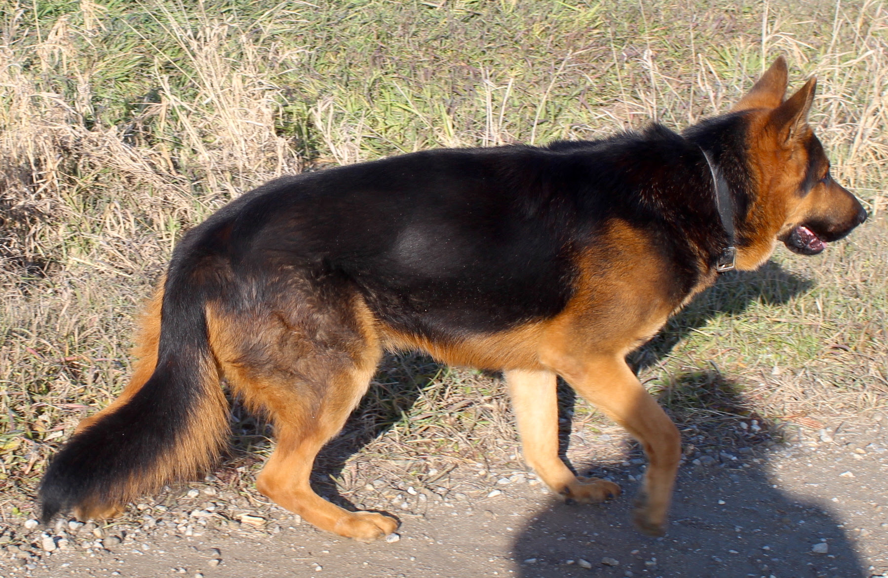 Large Big Oversized German Shepherds