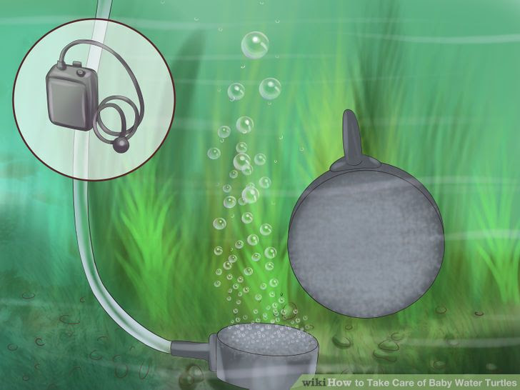 Take Care of Baby Water Turtles Step 8 Version 2.jpg