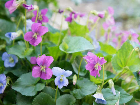 アメリカスミレサイシン Berry Herb Garden