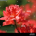 Is Azalea Poisonous / Check spelling or type a new query.