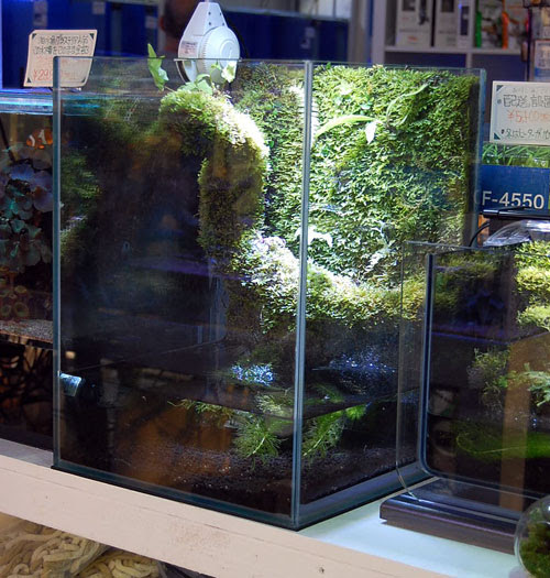 パルダリウム コケの壁面 Azulブログ