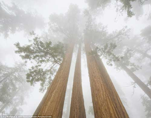 5285 8 CayThNienKynhatHa