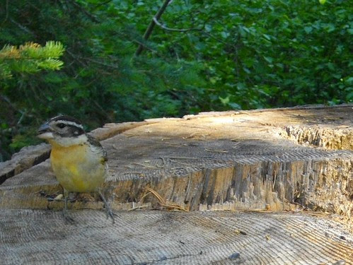 black-headed grosbeak