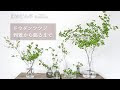 [10000印刷√] ドウダンツツジ 切り花 日持ち 116288