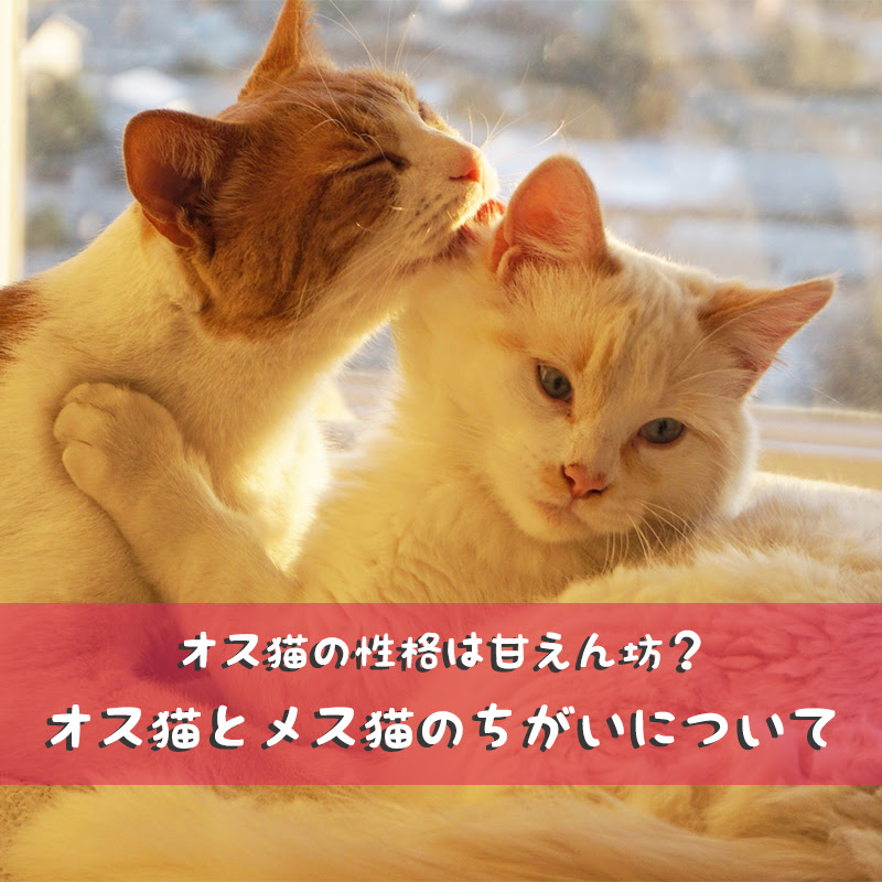 オス猫の性格は甘えん坊 オス猫とメス猫のちがいについて