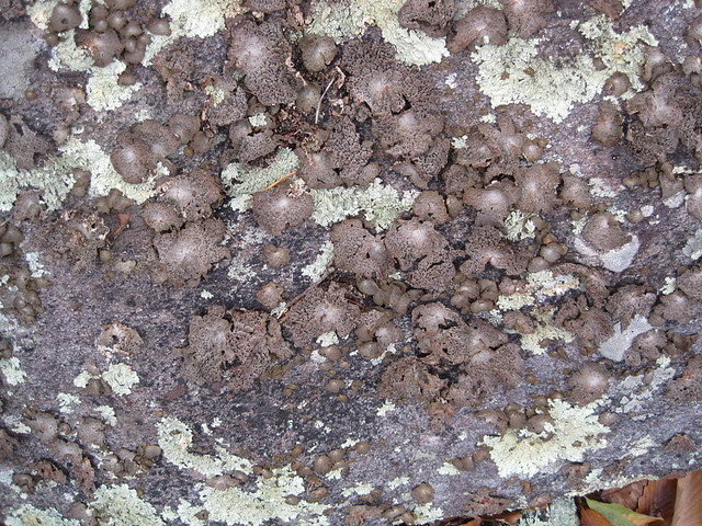 Lichen