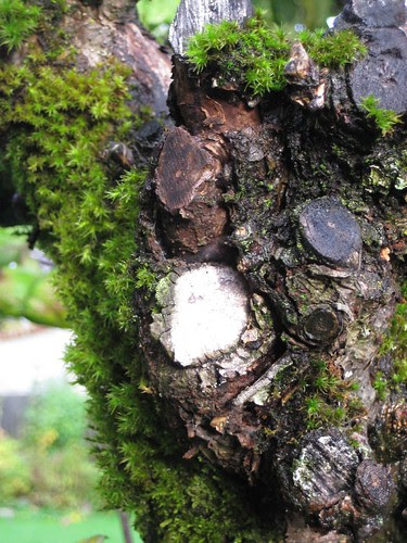 apple tree moss