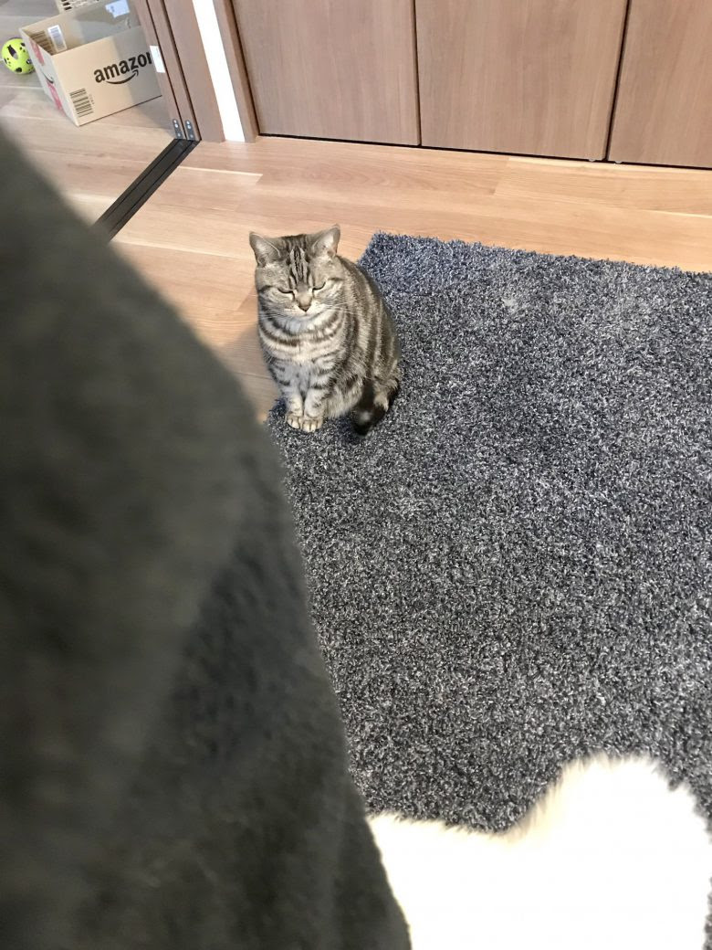 コンプリート おもしろ じわじわ くる 猫 面白 画像