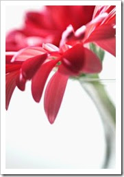 Red flower