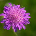 P1090913-Succisa pratensis - Blåknapp