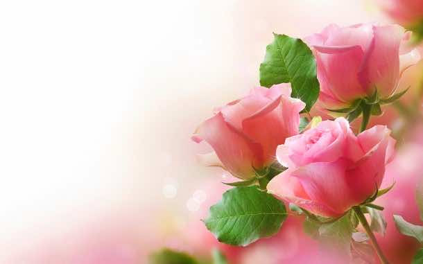 74 Rose Wallpaper For Hd Download 90 wedding red rose flower wallpapers love roses pictures ~ urdu.