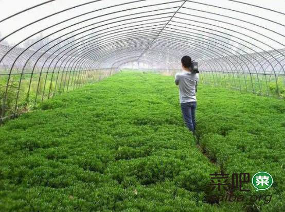 野菜女王 发现了吃货们的流行新趋势 蔬菜新闻 菜吧 阳台种菜 Caiba Org 菜吧 Caiba Org