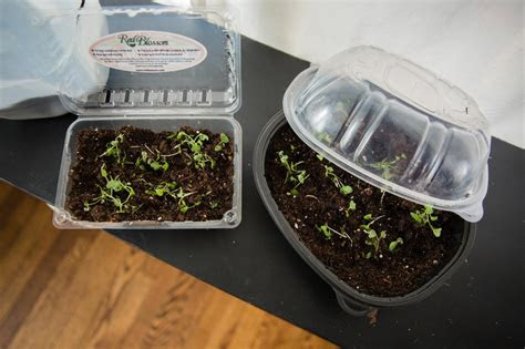 diy mini greenhouse seed starters hgtv
