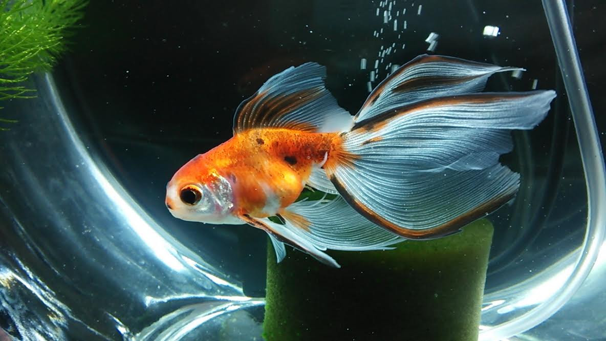 のちゃる 金魚さん
