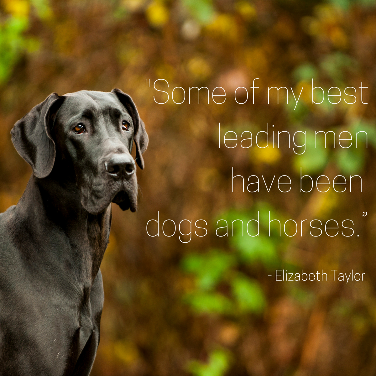 Dog Quotes We Rounded Up The Best Of The Best