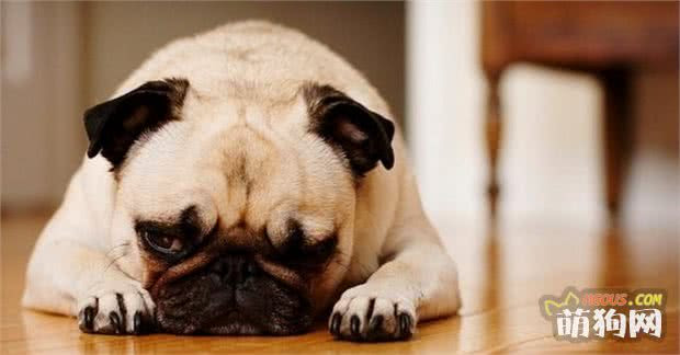 引起狗狗呼吸困难的原因及急救方法 养宠秘笈 萌狗网移动版