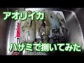 70以上 アオリイカ 捌き方 ハサミ 336465-アオリイカ 捌き方 ハサミ