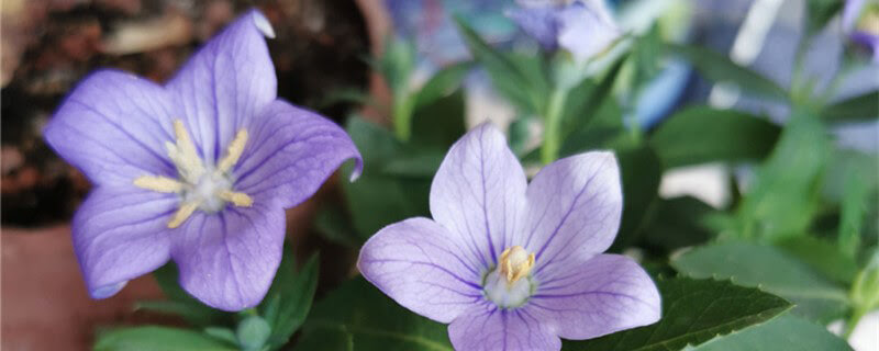 桔梗花长什么样子 桔梗花有什么特点 植物知识 养花百科坊