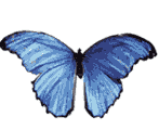animated-butterfly-image-0265